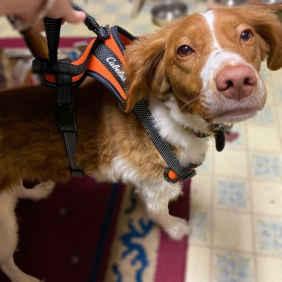 Dog Harness - Picture 8 of 8